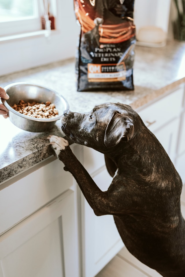 Picture for category Prescription Dog Food